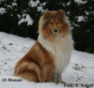 HundeDez2009 025aH350