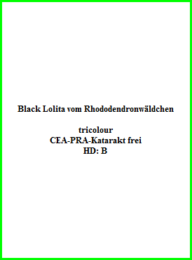 Black Lolita vom Rhododendronwäldchen    tricolour  CEA-PRA-Katarakt frei  HD: B