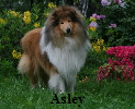Asley 15052010 006saH350