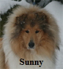 Hunde08012017 Sunny056akopfuh100