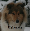 Hunde08012017 Valencia023auh100
