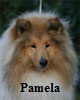 Hunde08032014 244Pamelaa100